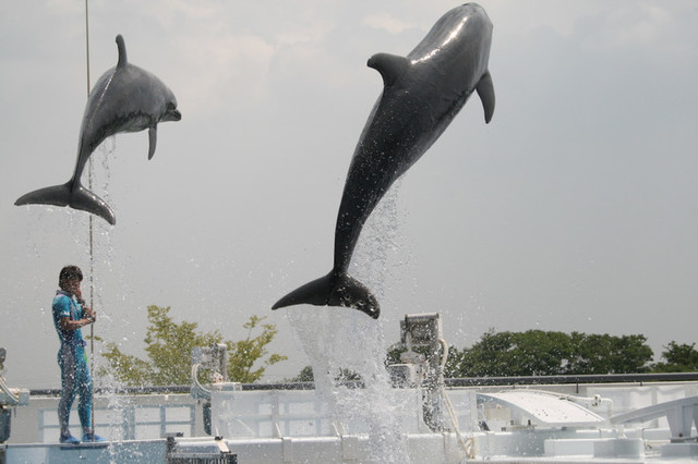 京都旅行 水族館からイルカの跳躍 Blenderでファンタジーcg