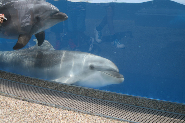 京都旅行 水族館からイルカの跳躍 Blenderでファンタジーcg